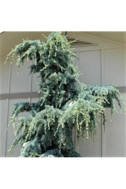 Кедр ліванський Альт Ла Фонтейн 